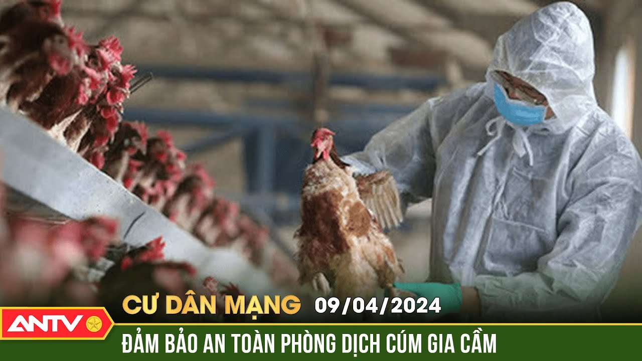 Mắc cúm gia cầm A/H9N2 nguy hiểm thế nào? | Cư dân mạng | ANTV