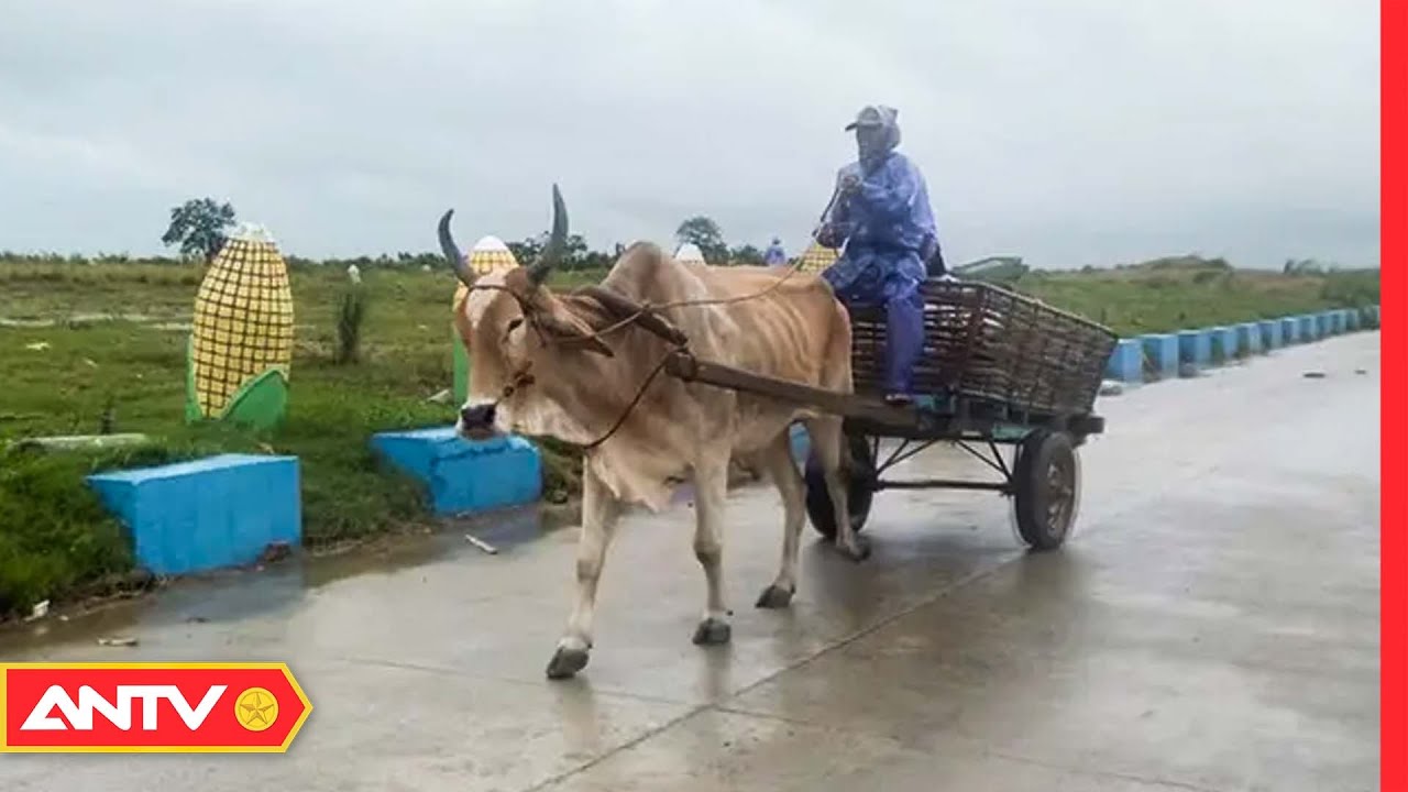 Siêu bão Saola quét qua Philippines khiến hàng trăm người phải sơ tán | Thời sự quốc tế | ANTV