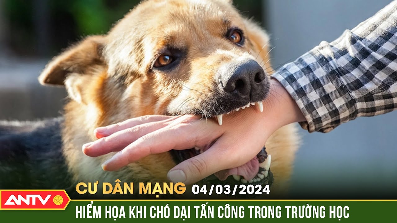 Hiểm họa khi chó dại tấn công trong trường học | Cư dân mạng | ANTV