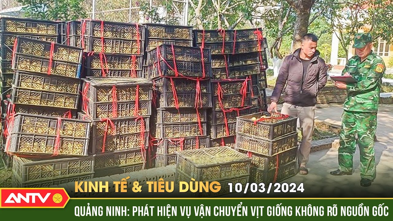 Bản tin kinh tế và tiêu dùng ngày 10/3: Bắt giữ gần 43 ngàn con vịt giống không rõ nguồn gốc | ANTV