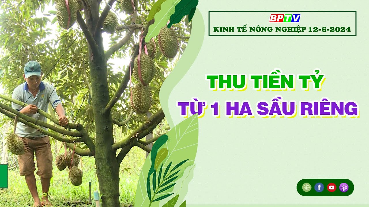 🔴 Kinh tế nông nghiệp 12-6-2024|Thông tin hữu ích ||BPTV