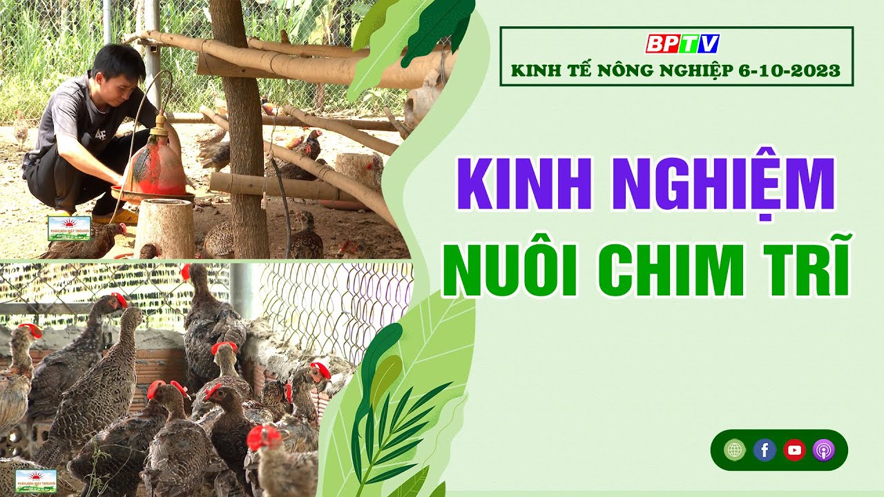 🔴 Kinh tế nông nghiệp 6-10-2023|Thông tin hữu ích ||BPTV