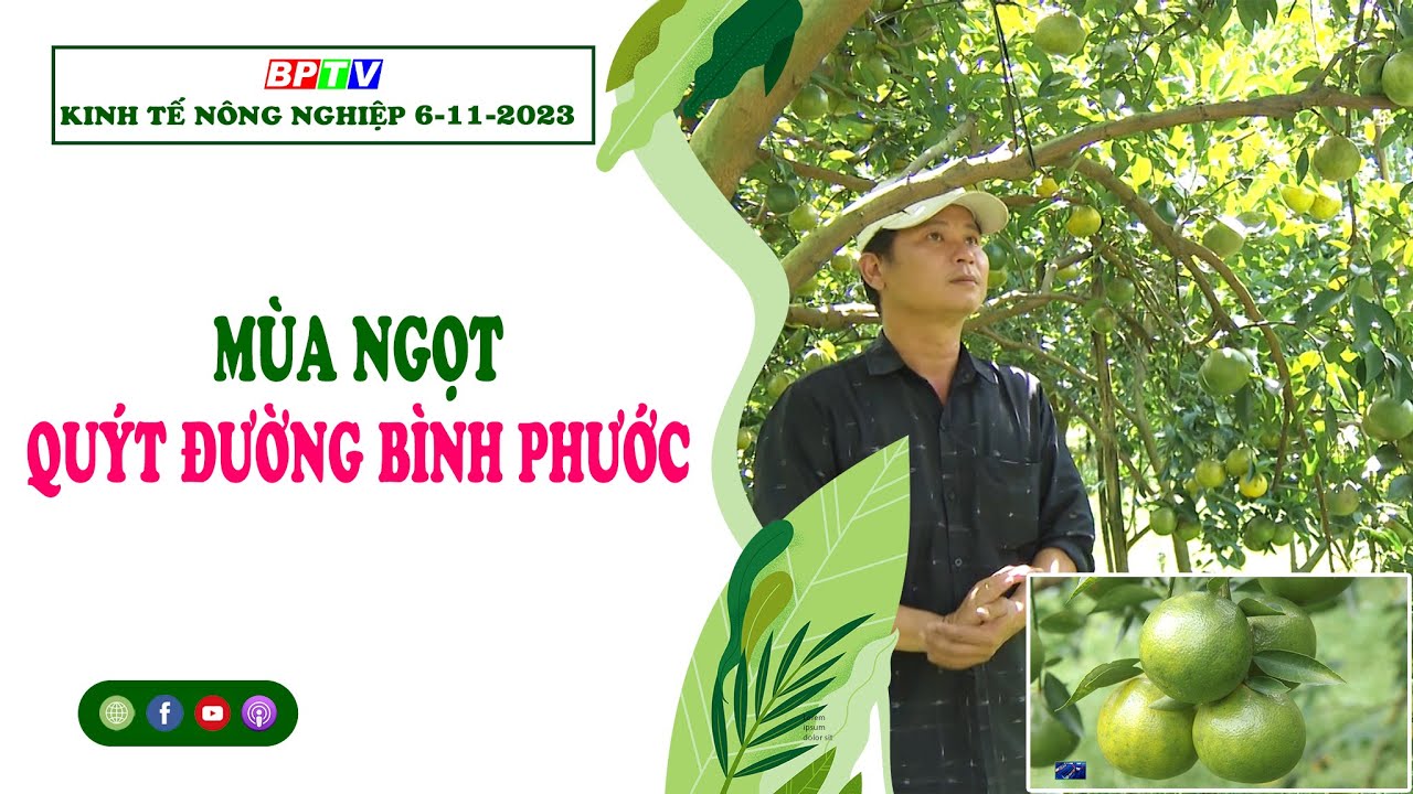 🔴 Kinh tế nông nghiệp 6-11-2023 | Thông tin hữu ích ||BPTV