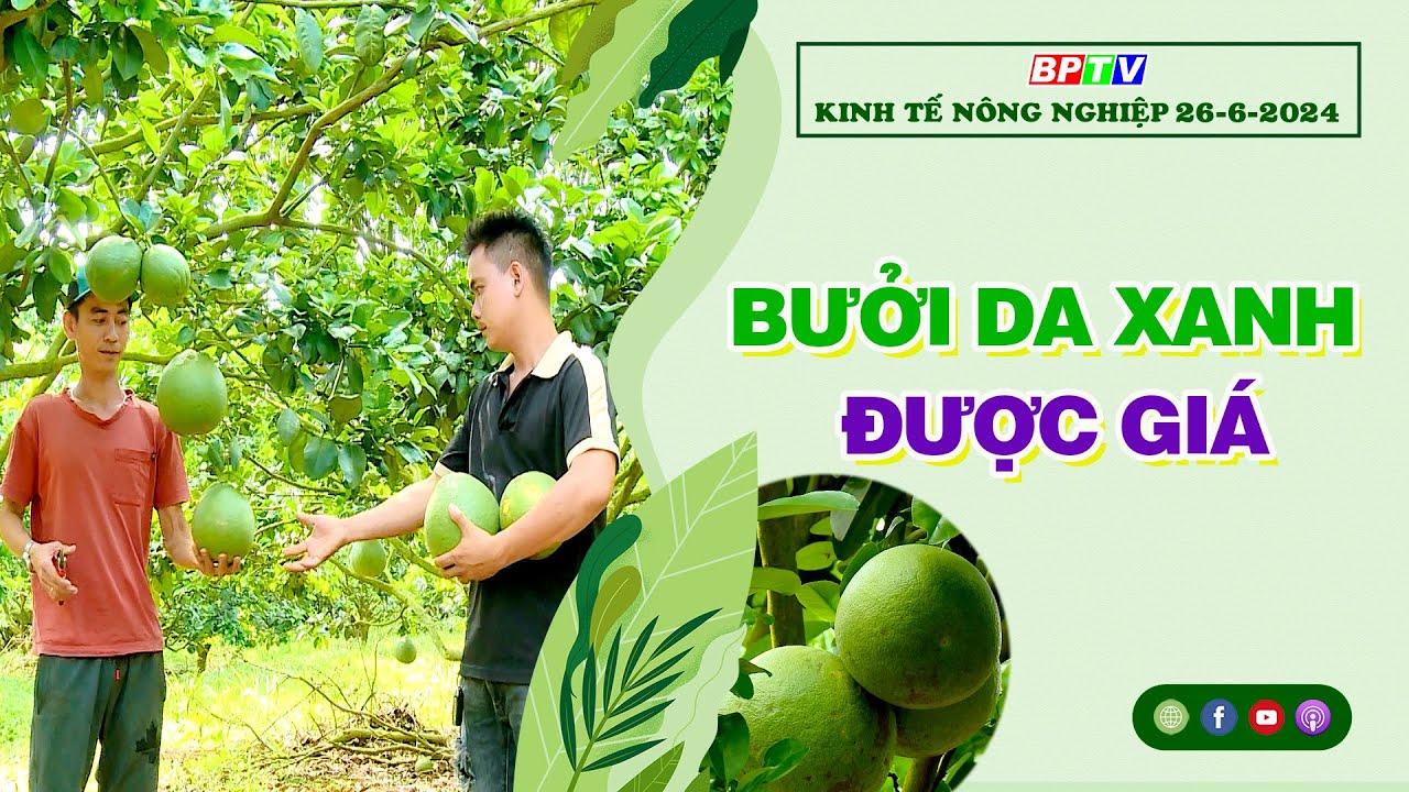 🔴 [Trực tiếp] Kinh tế nông nghiệp 26-6-2024|Thông tin hữu ích ||BPTV