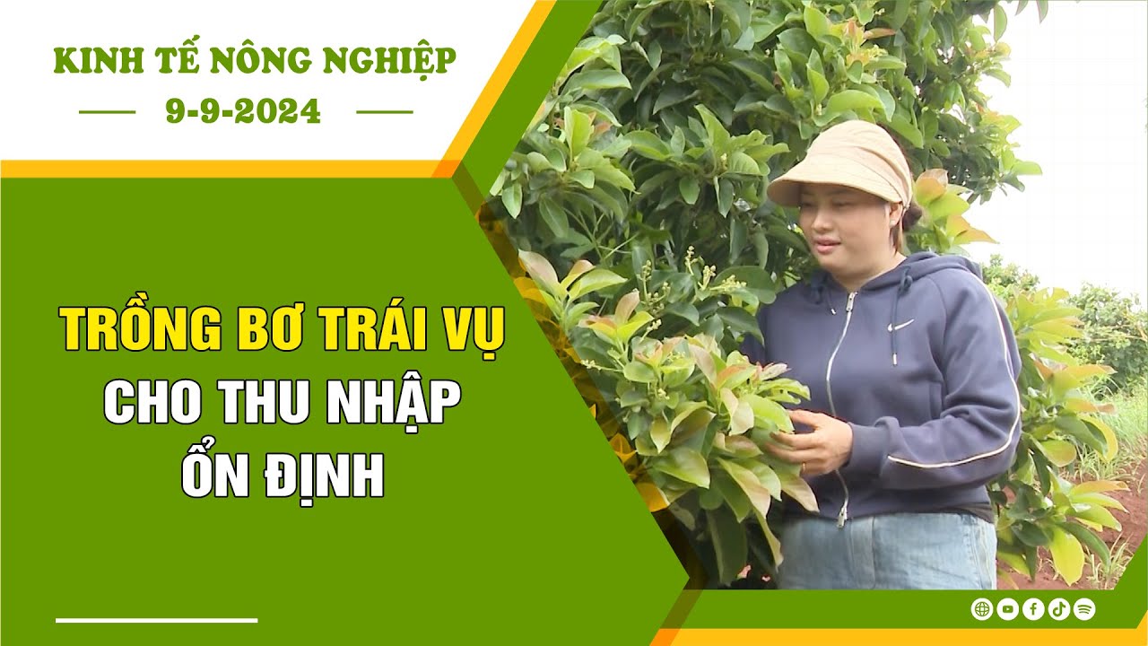 🍀Kinh tế nông nghiệp 9-9-2024 | Thông tin hữu ích | BPTV