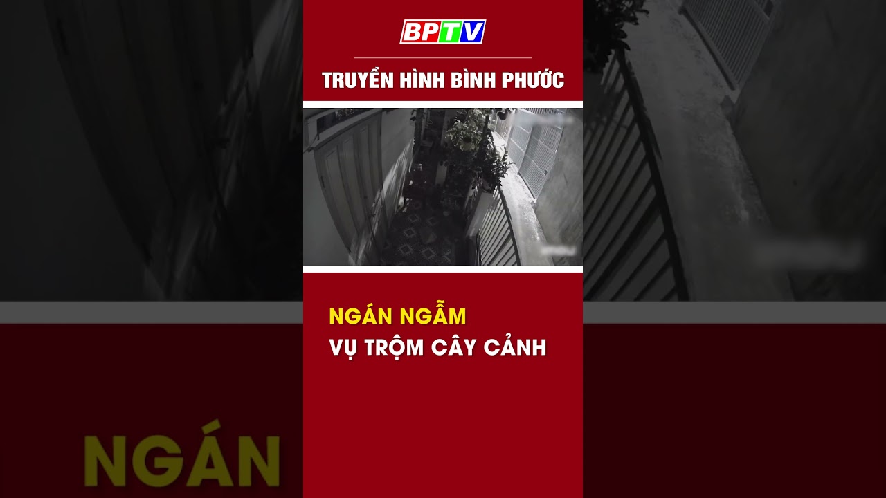 Ngán ngẫm vụ trộm cây cảnh #shorts  | BPTV