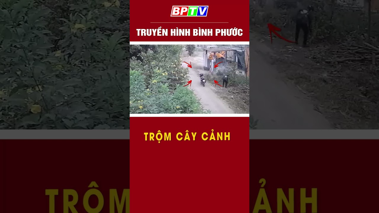 Trộm cây cảnh #shorts  | BPTV