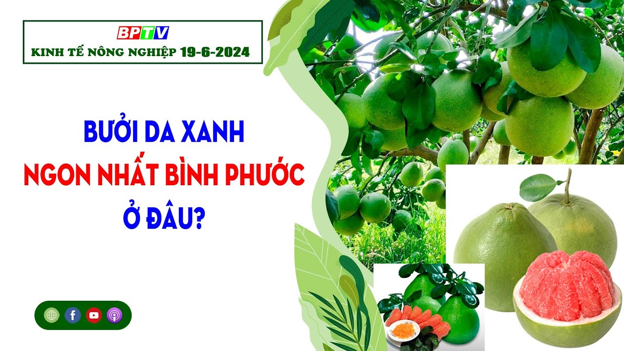 🍀 Kinh tế nông nghiệp 19-6-2024 | Thông tin hữu ích | BPTV