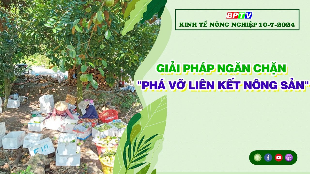 🔴 [Trực tiếp] Kinh tế nông nghiệp 10-7-2024|Thông tin hữu ích ||BPTV