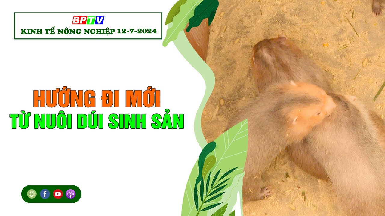 🔴 [Trực tiếp] Kinh tế nông nghiệp 12-7-2024|Thông tin hữu ích ||BPTV