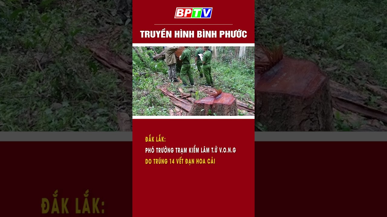 Đắk Lắk: Phó trưởng trạm kiểm lâm t.ử v.o.n.g  do trúng 14 vết đạn hoa cải #shorts  | BPTV