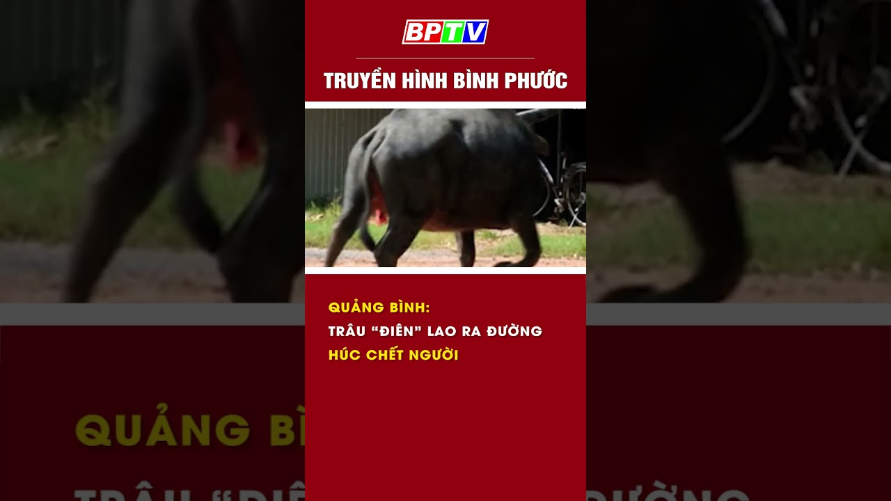 Quảng Bình: Trâu “điên” lao ra đường húc ch..e^.t người #shorts  | BPTV