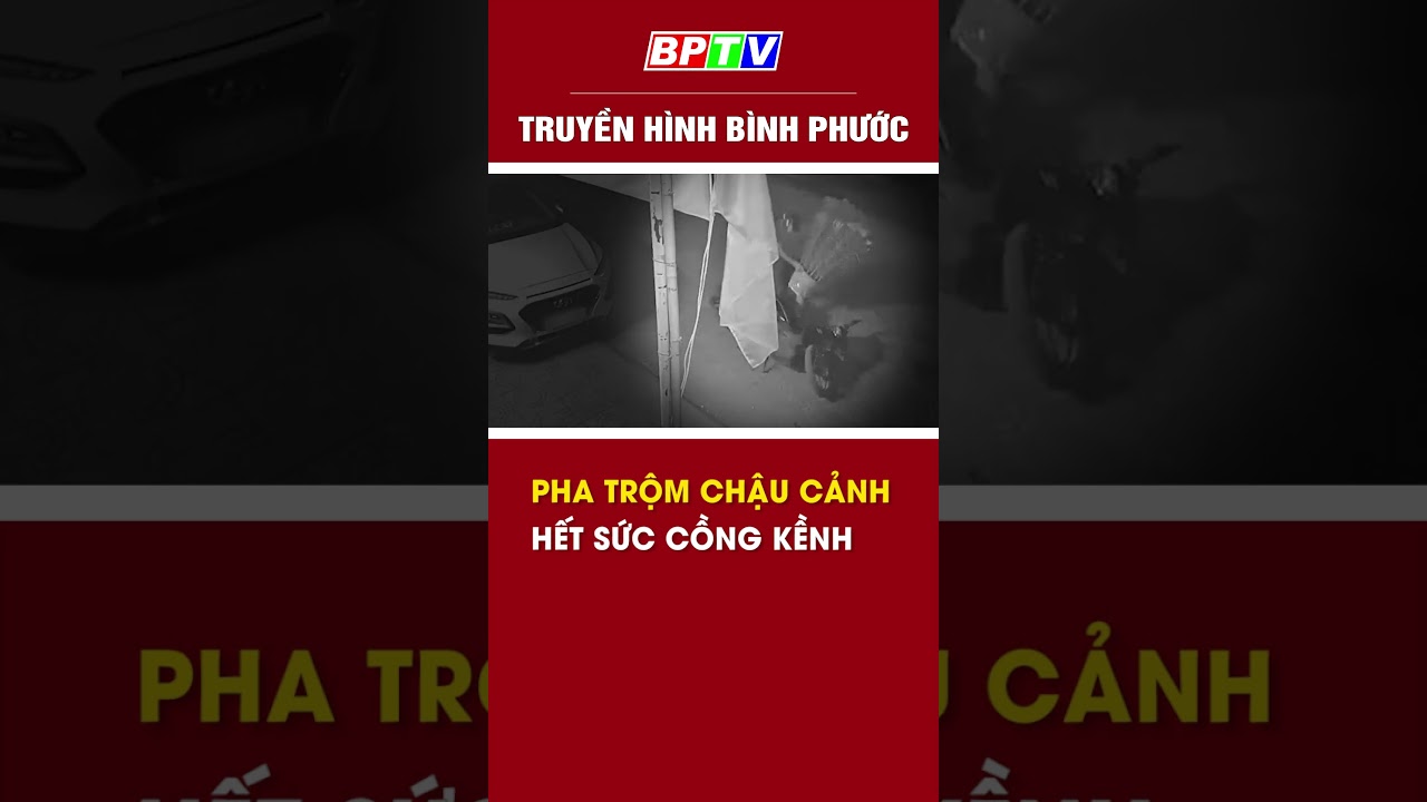 Pha trộm cây cồng kềnh #shorts  | BPTV