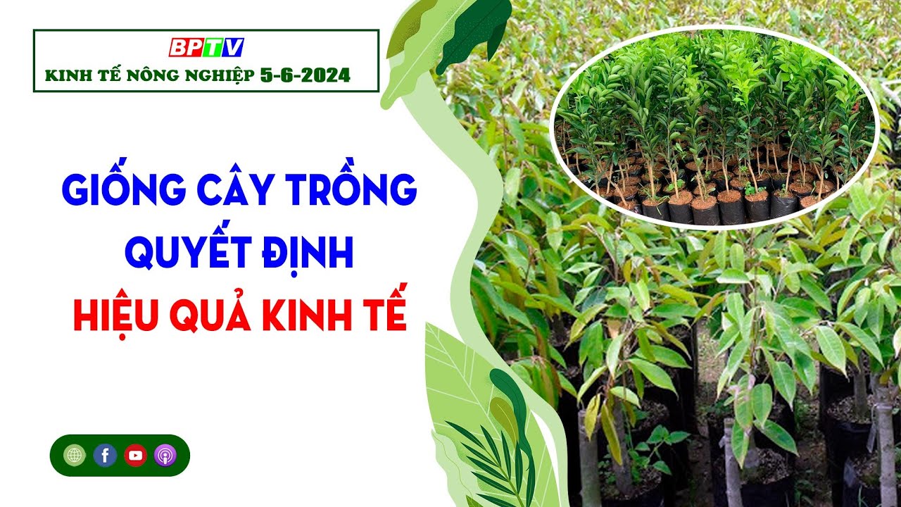 🍀 Kinh tế nông nghiệp 5-6-2024 | Thông tin hữu ích | BPTV