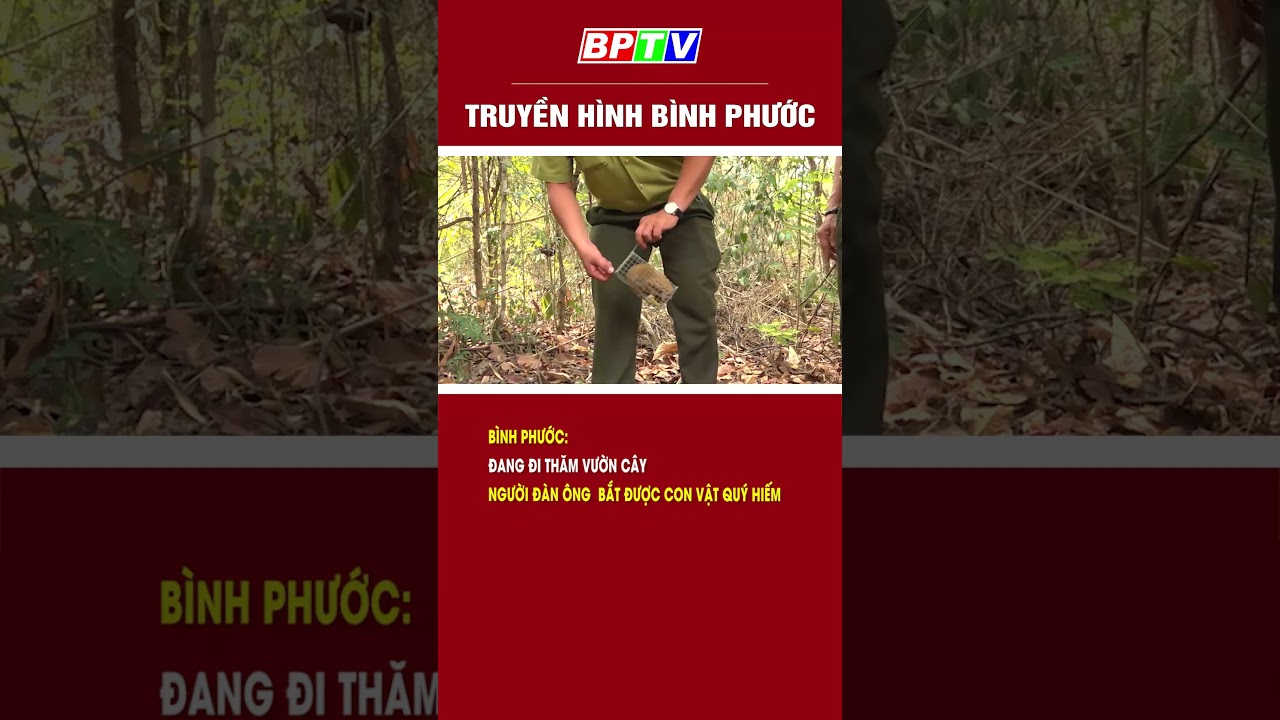 Bình Phước: Đi thăm vườn, người đàn ông  bắt được con vật quý hiếm #shorts  | BPTV