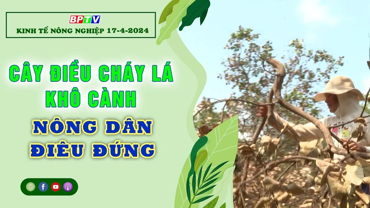 Kinh tế nông nghiệp 17-4-2024 |Thông tin hữu ích ||BPTV