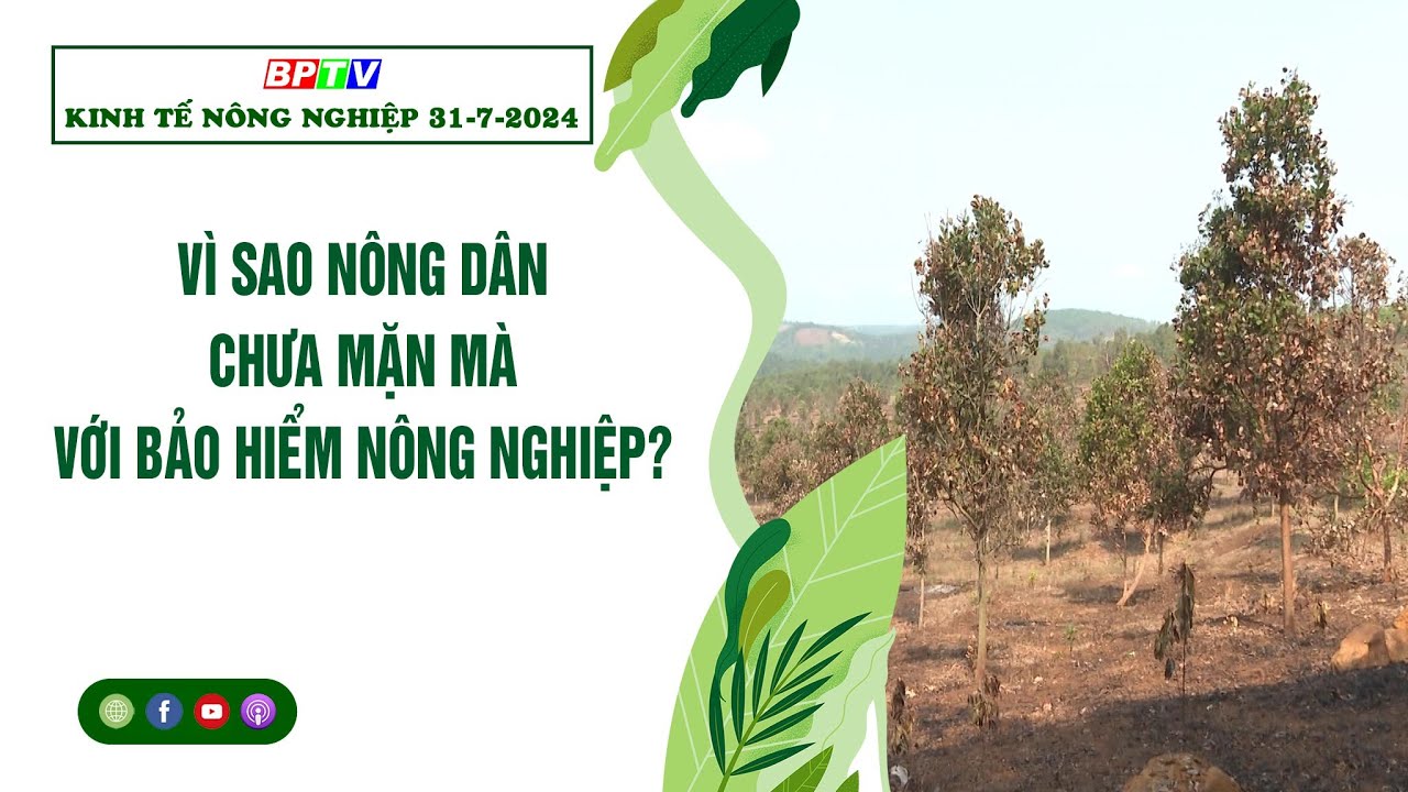 🍀 Kinh tế nông nghiệp 31-7-2024 | Thông tin hữu ích | BPTV