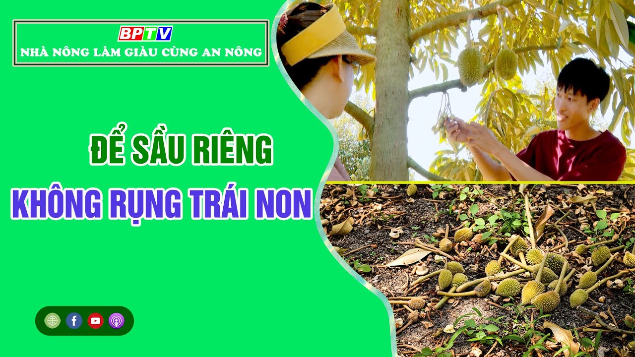 🔴 Nhà nông làm giàu cùng An Nông | Để sầu riêng không rụng trái non|| BPTV