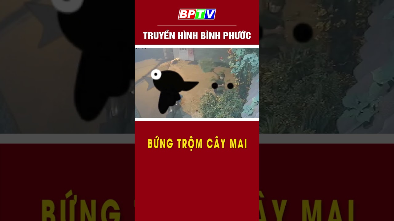 Bứng trộm cây mai  #shorts  | BPTV