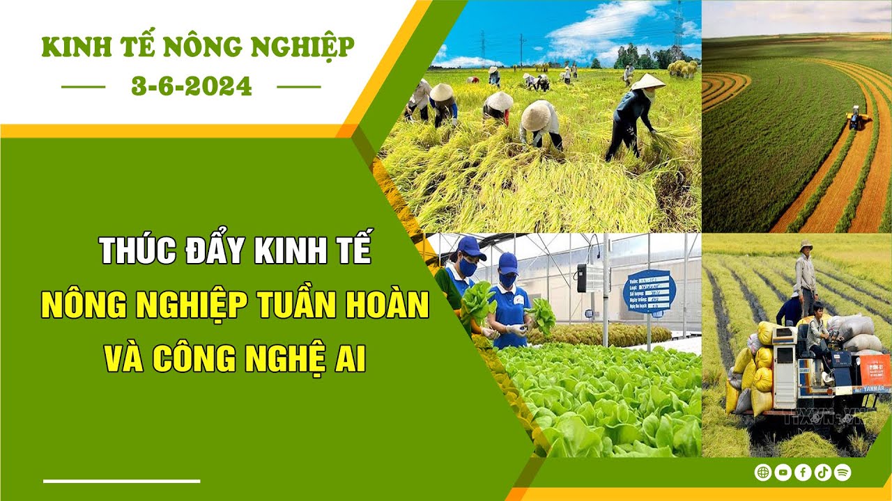 🍀Kinh tế nông nghiệp 3-6-2024 | Thông tin hữu ích | BPTV