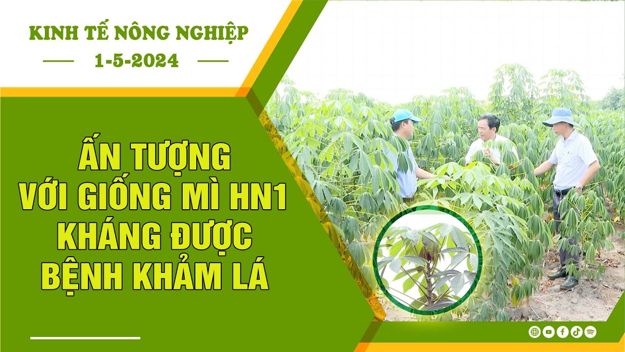 [🔴] Kinh tế nông nghiệp 1-5-2024 |Thông tin hữu ích ||BPTV