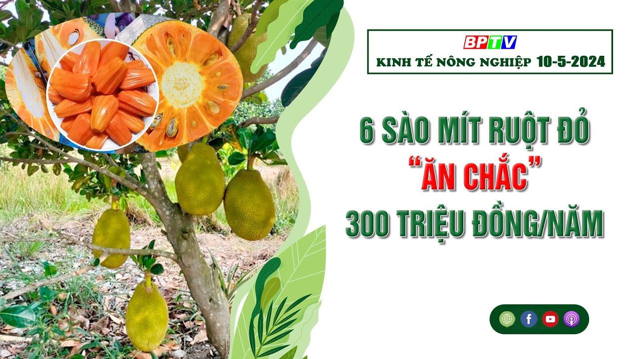 🍀Kinh tế nông nghiệp 10-5-2024 | Thông tin hữu ích | BPTV