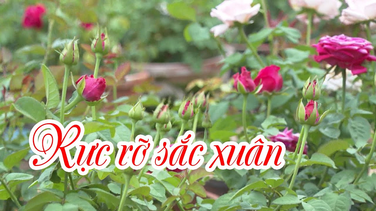 Rực rỡ sắc xuân