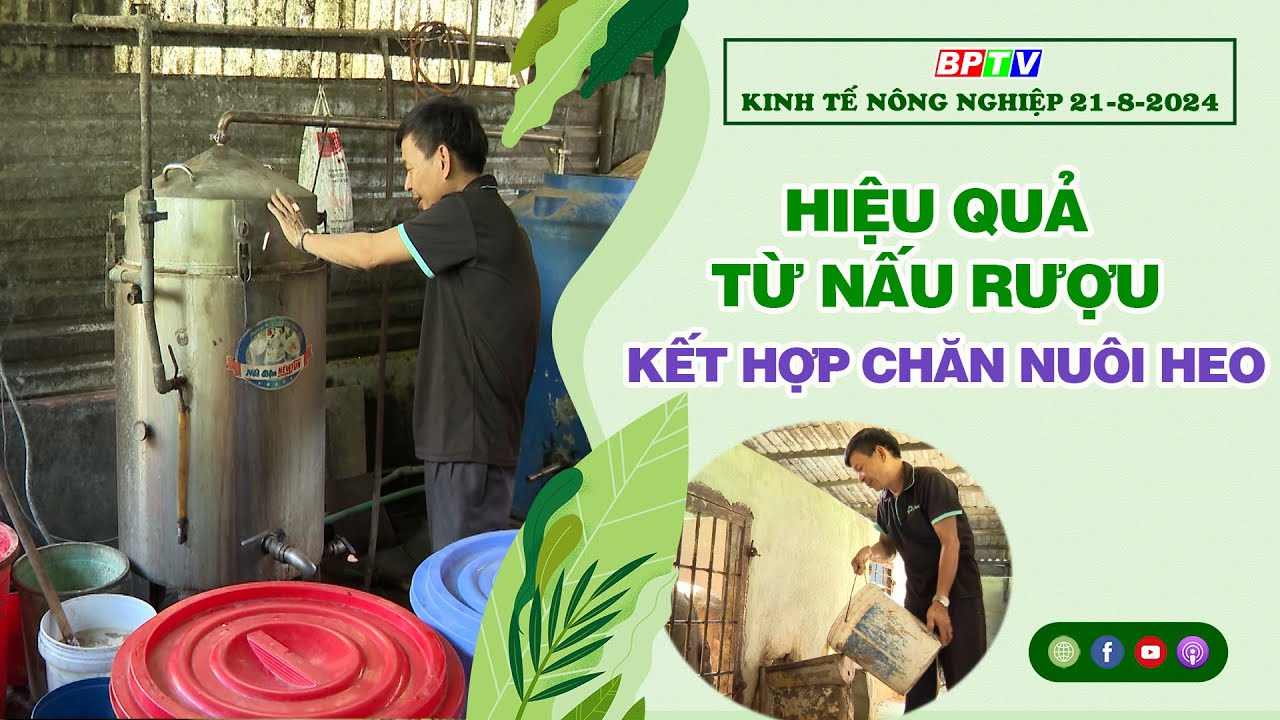 🔴 Kinh tế nông nghiệp 21-8-2024|Thông tin hữu ích ||BPTV