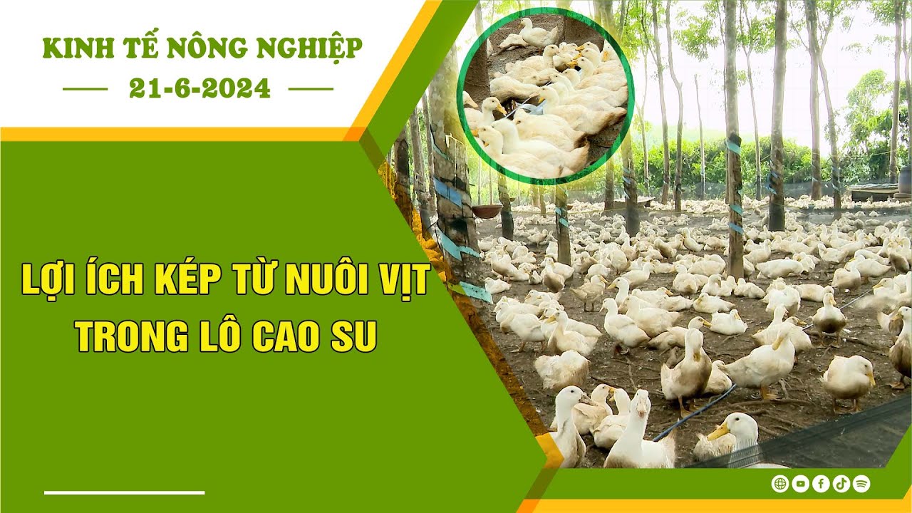 [🔴] Kinh tế nông nghiệp 21-6-2024 |Thông tin hữu ích ||BPTV