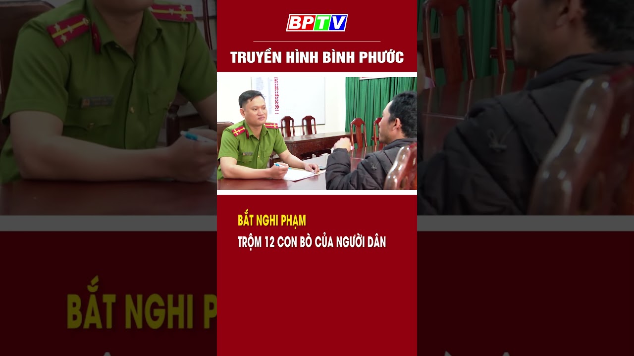 Bắt nghi phạm, trộm 12 con bò của người dân  #shorts  | BPTV