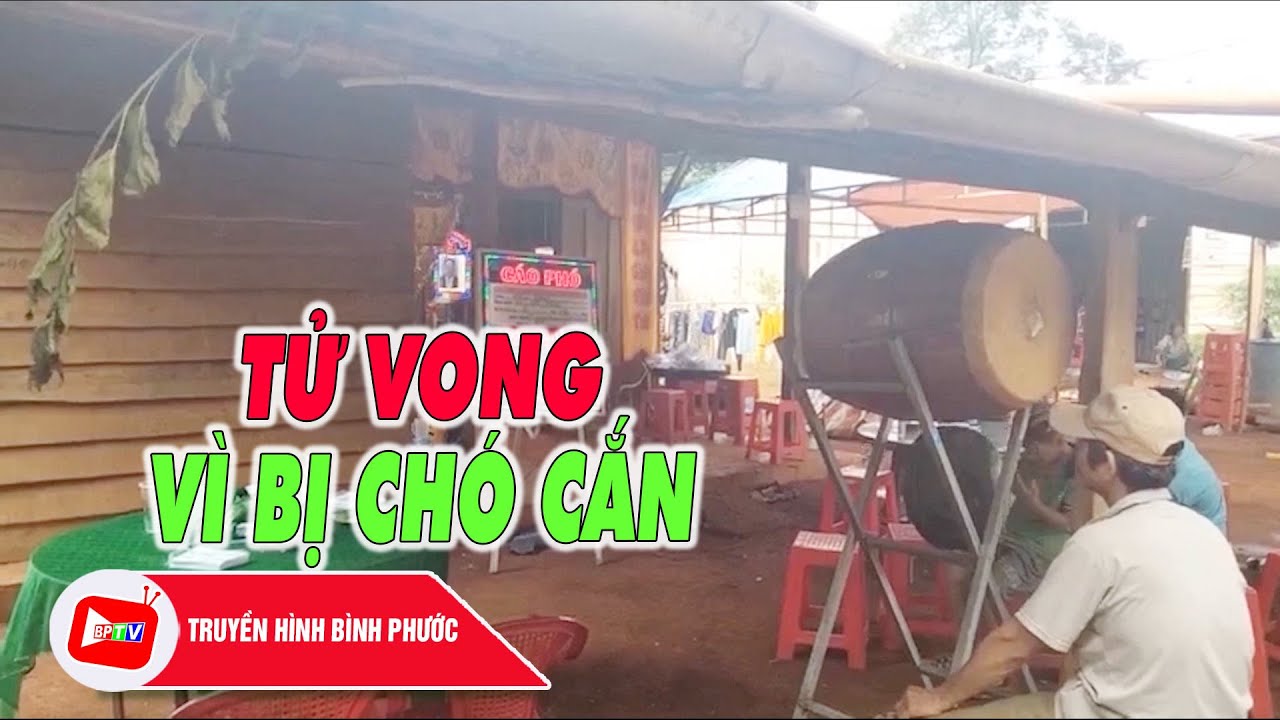 Bình Phước: Bị chó dại cắn nhưng không tiêm ngừa, một người t.ử v.o.ng |BPTV