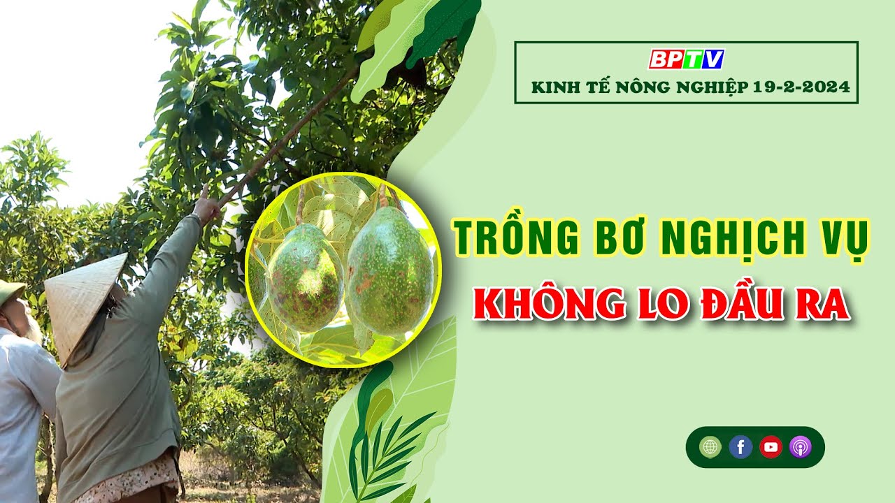 Kinh tế nông nghiệp 19-2-2024 |Thông tin hữu ích ||BPTV