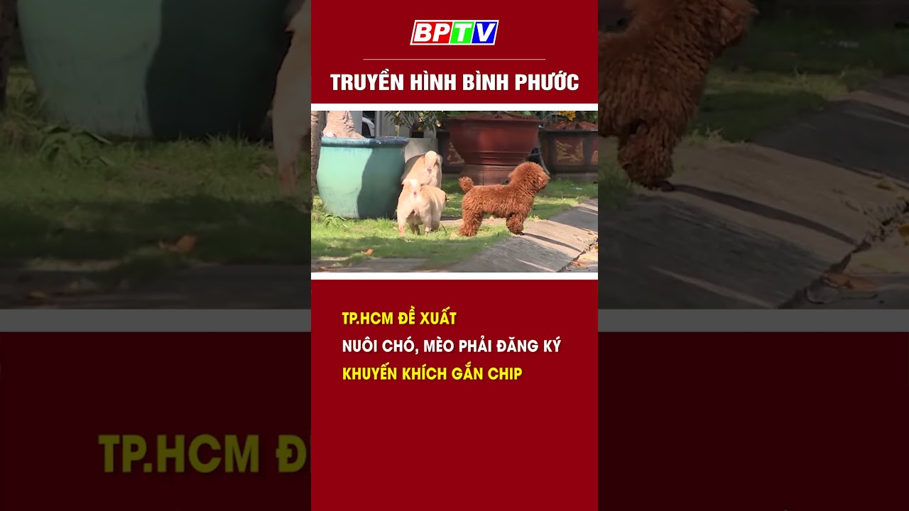 TP.HCM đề xuất nuôi chó, mèo phải đăng ký, khuyến khích gắn chip #shorts  | BPTV