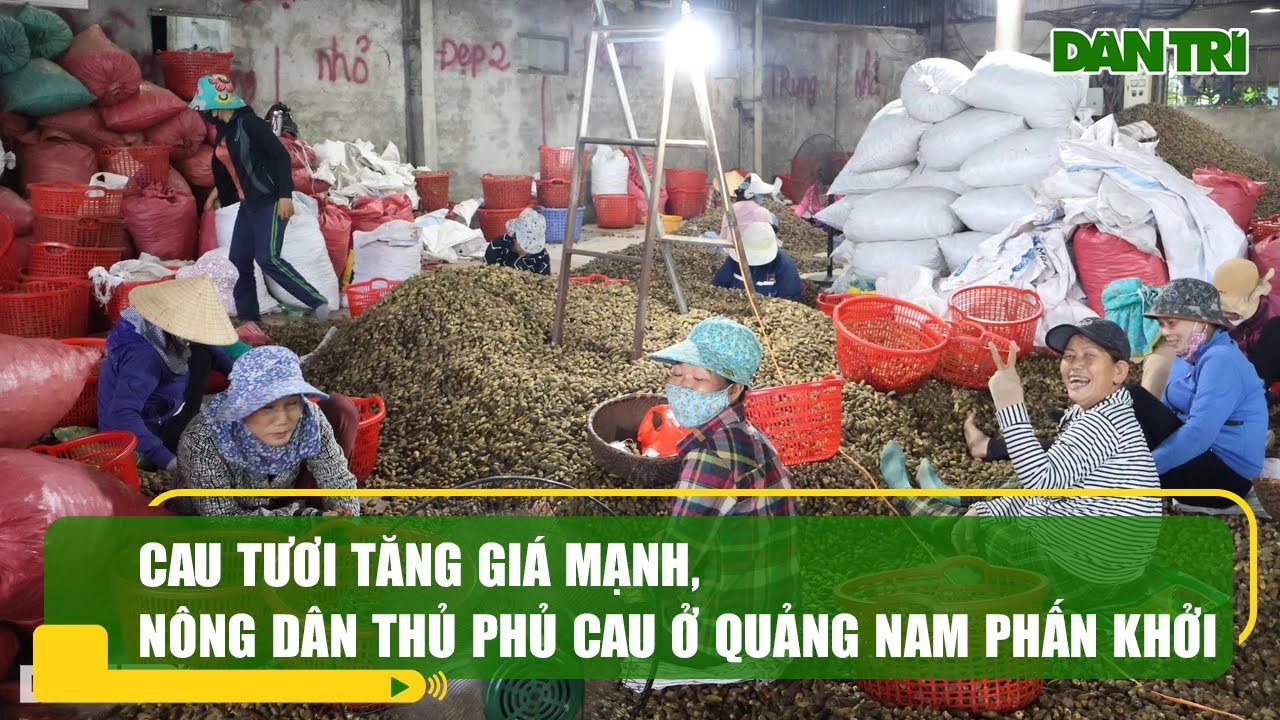 Cau tươi tăng giá mạnh, nông dân thủ phủ cau ở Quảng Nam phấn khởi