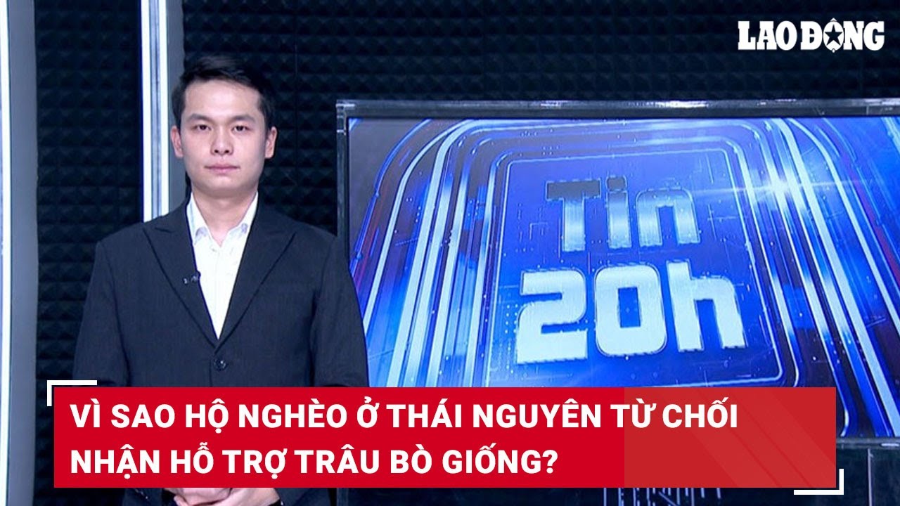 Tin 20h: Vì sao hộ nghèo ở Thái Nguyên từ chối nhận hỗ trợ trâu bò giống?| Báo Lao Động