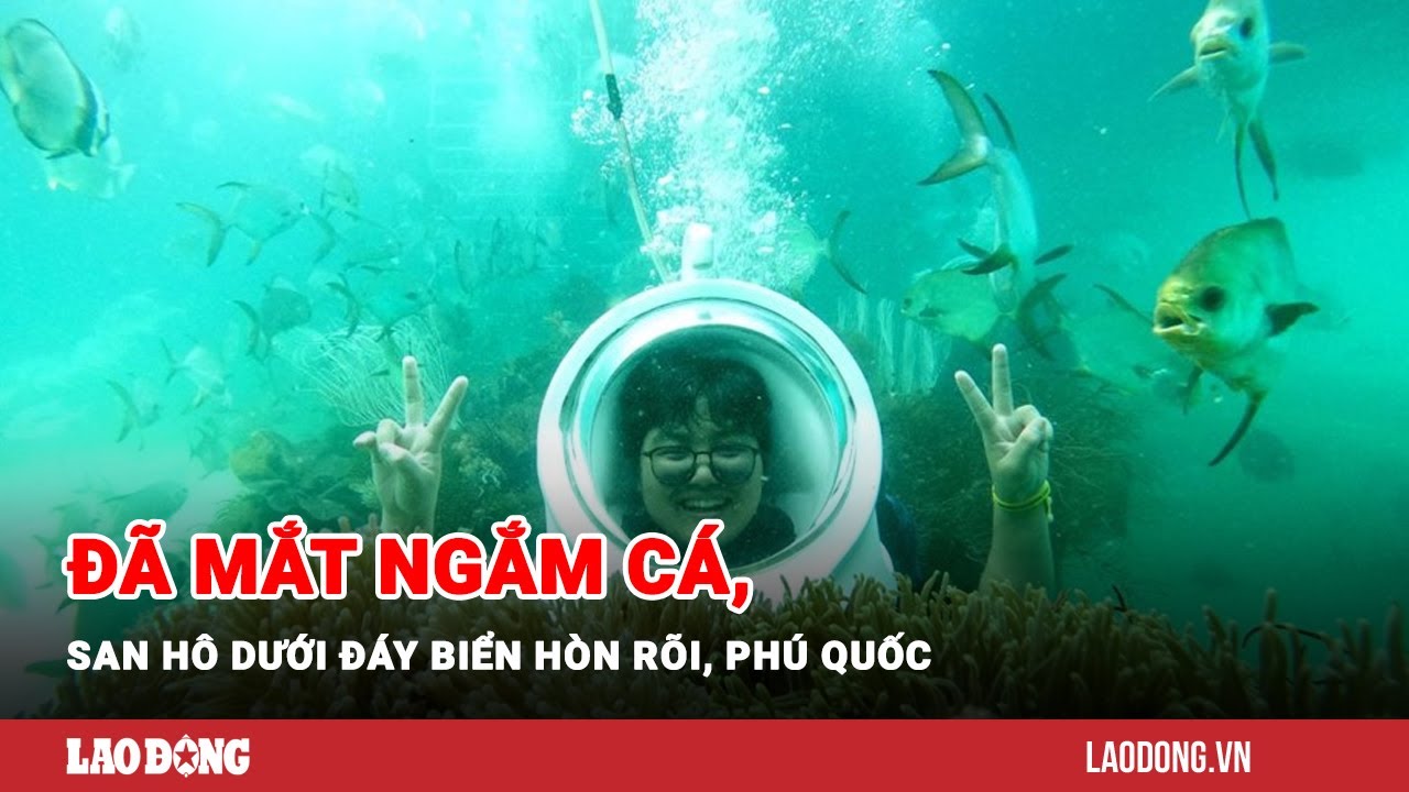 Đã mắt ngắm cá, san hô dưới đáy biển Hòn Rõi, Phú Quốc | Báo Lao Động