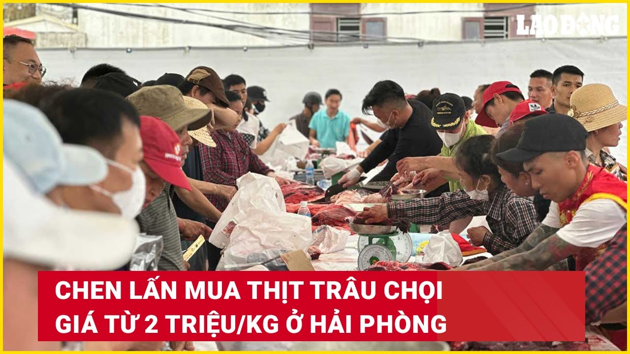 Chen lấn mua thịt trâu chọi giá từ 2 triệu/kg ở Hải Phòng | Báo Lao Động