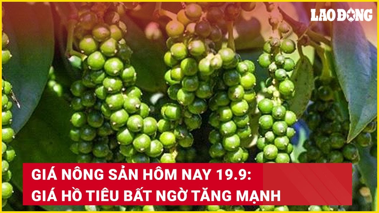 Giá nông sản hôm nay 19.9: Giá hồ tiêu bất ngờ tăng mạnh | Báo Lao Động