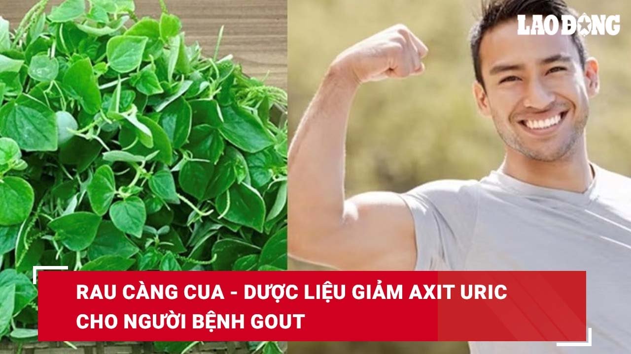 Rau càng cua - dược liệu giảm axit uric cho người bệnh gout| Báo Lao Động