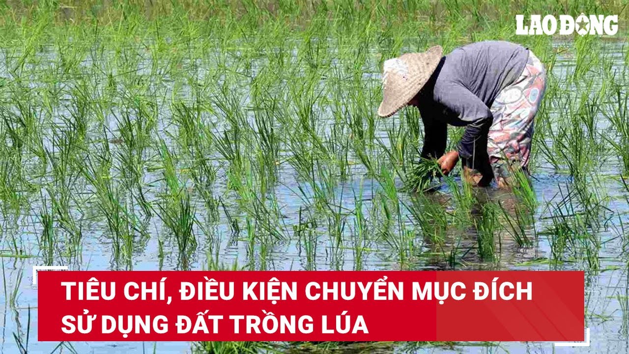 Tiêu chí, điều kiện chuyển mục đích sử dụng đất trồng lúa | Báo Lao Động