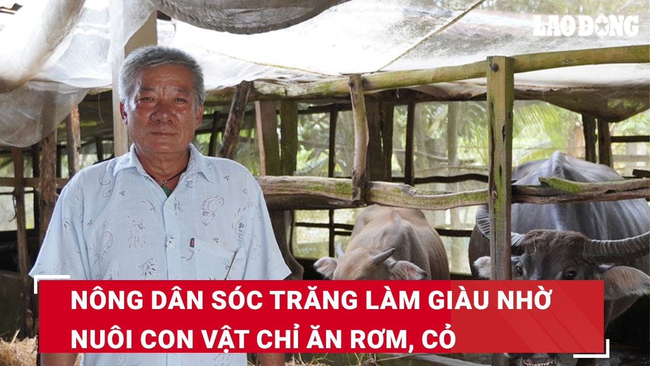 Nông dân Sóc Trăng làm giàu nhờ nuôi con vật chỉ ăn rơm, cỏ | Báo Lao Động