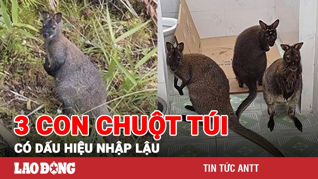 Vụ 3 con chuột túi ở Cao Bằng: Là động vật ngoại lai, có dấu hiệu nhập lậu | BLĐ