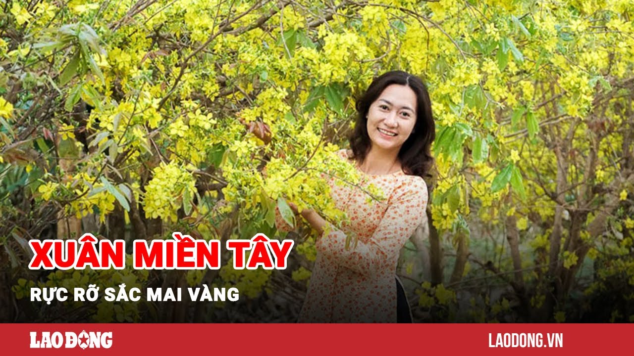 Xuân miền Tây rực rỡ sắc mai vàng | Báo Lao Động