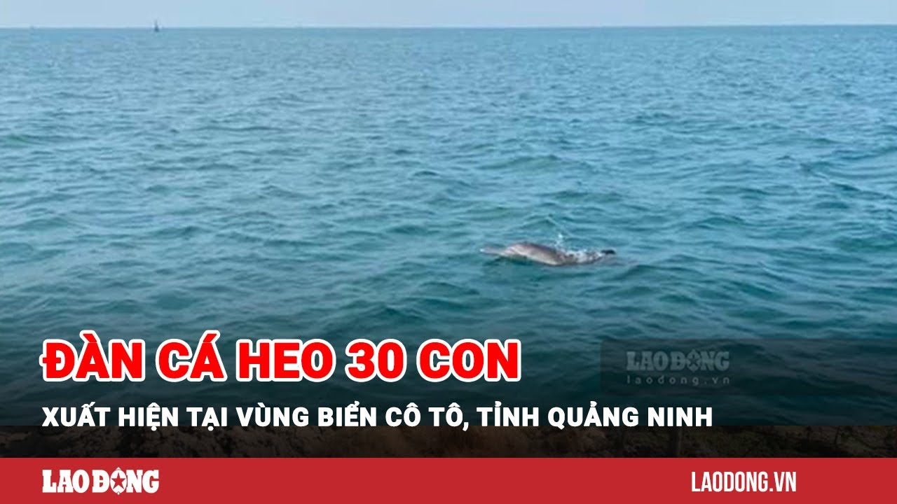 Đàn cá heo 30 con xuất hiện tại vùng biển Cô Tô, tỉnh Quảng Ninh | Báo Lao Động