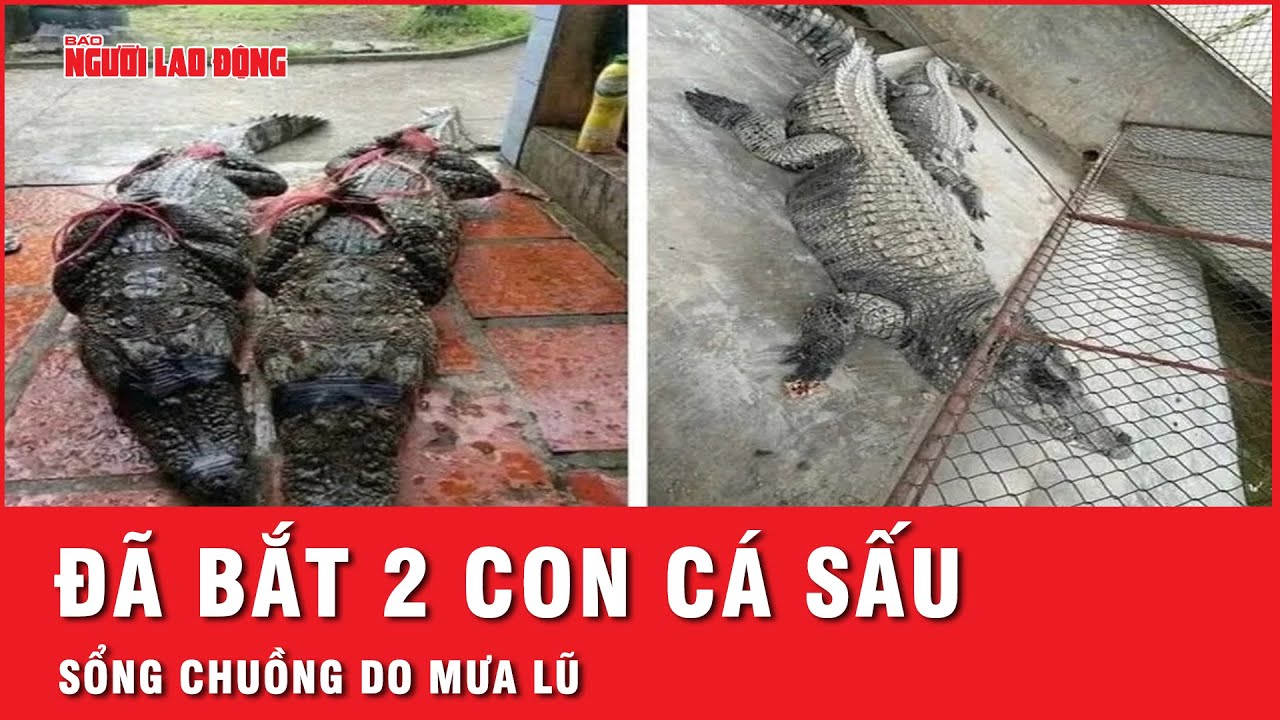 Dùng súng bắn thuốc mê bắt 2 con cá sấu nặng hơn 100 kg/con sổng chuồng do mưa lũ | Tin nhanh