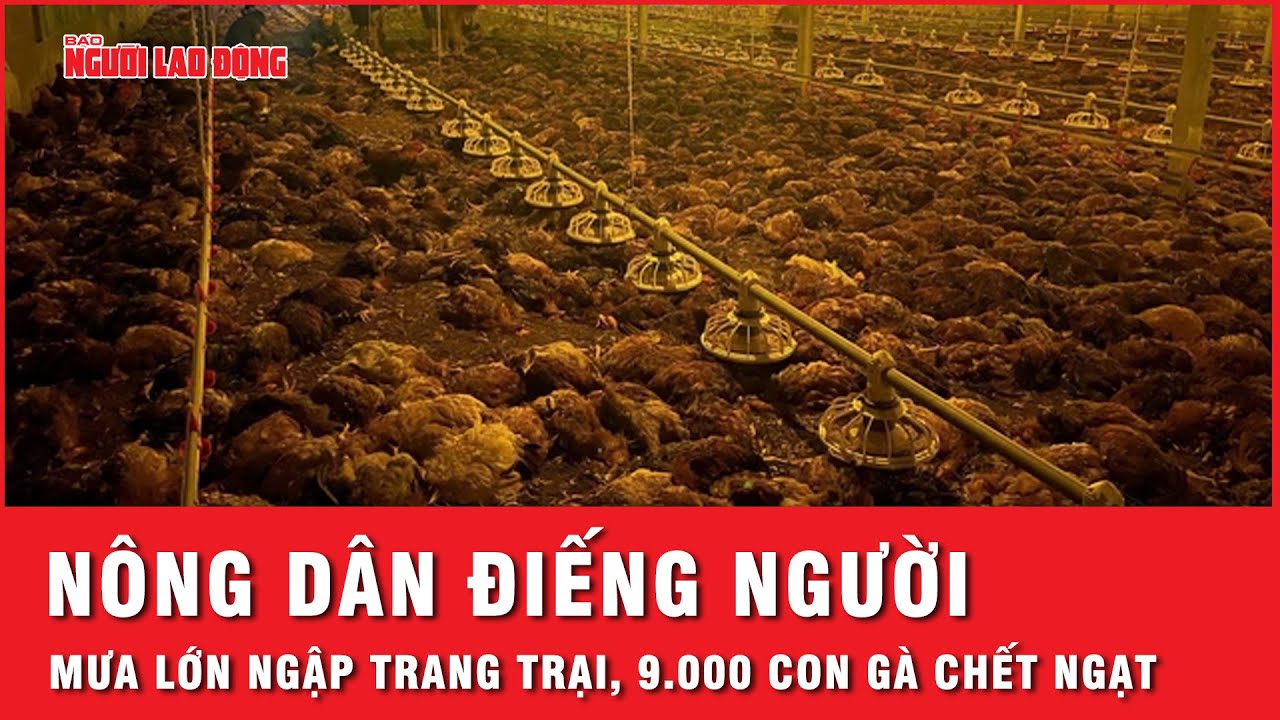 Trang trại bị ngập nặng do mưa lớn, chủ trại gà điếng người nhìn 9.000 con gà bị chết ngạt | Thời sự