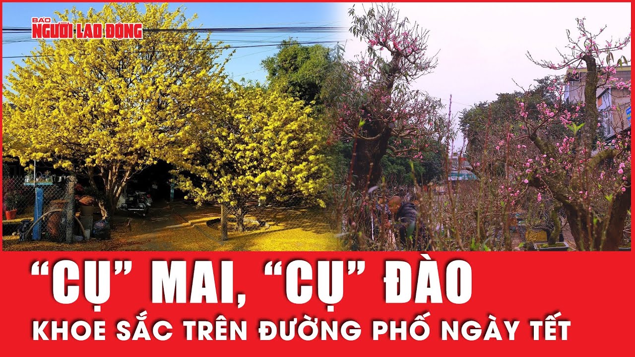 Thị trường hoa Tết nổi bật với những “cụ” mai, “cụ” đào khoe sắc trên đường phố | Tin tức