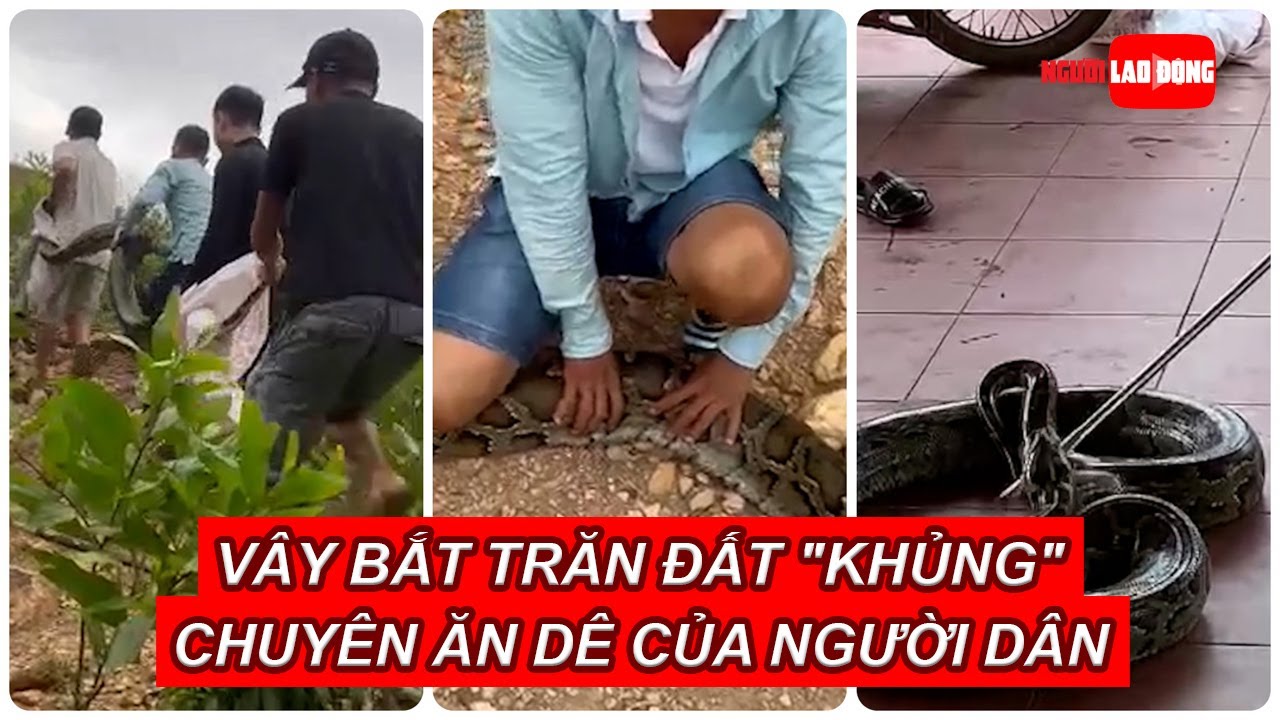 Vây bắt trăn đất "khủng" chuyên ăn dê của người dân | Báo Người Lao Động