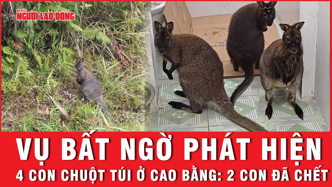 Vụ bất ngờ phát hiện 4 con chuột túi ở Cao Bằng: 2 con đã chết | Báo Người Lao Động