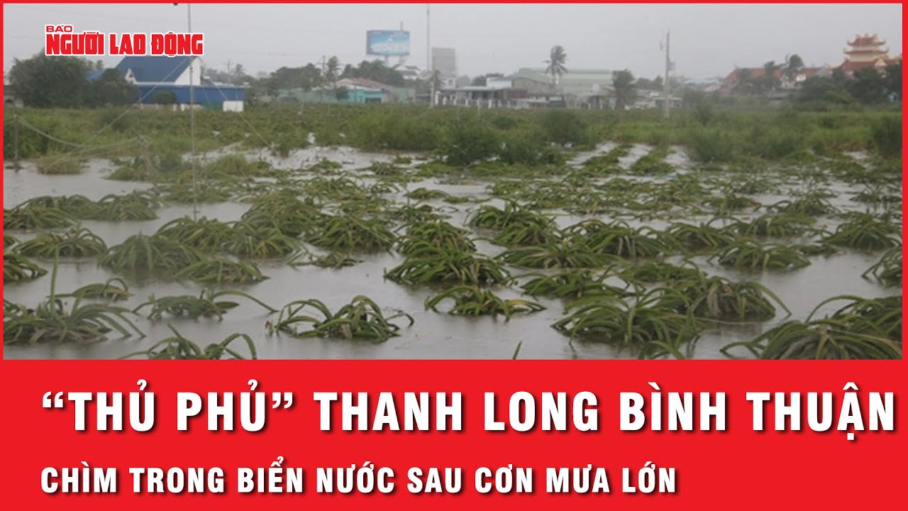 Mưa trắng trời, “thủ phủ” thanh long Bình Thuận chìm trong biển nước | Thời sự